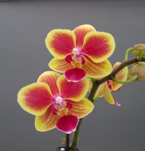orquidea-rara-986x1024
